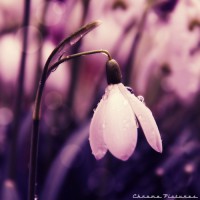 /album/i-dont-now/fleur-gouttes-jpg/